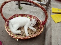 猫咪大白网上纪念馆