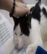 奶牛猫 _51纪念网