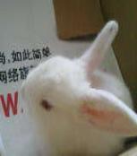 小白兔网上纪念馆