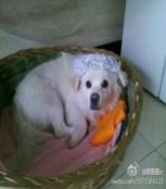 西西 _51纪念网