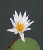 李家小虎 _51纪念网