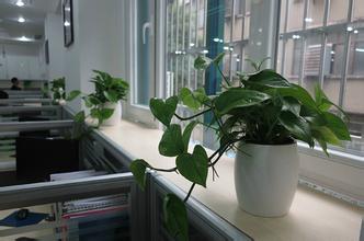 办公室风水和花卉的关系_51纪念网