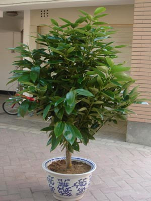 2013年旺财运的绿色植物_51纪念网