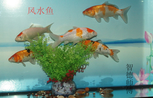 2012年居家风水开运秘籍_51纪念网