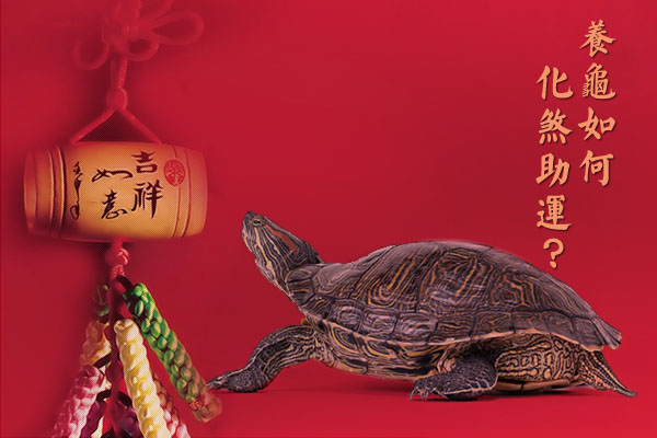 养龟如何化煞助运？_51纪念网