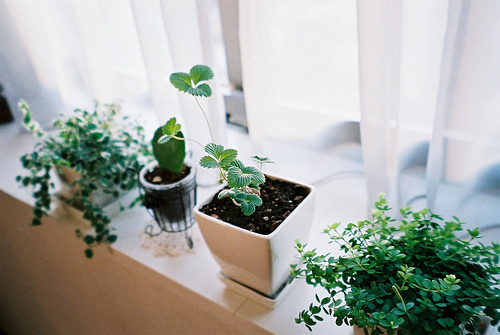 常见的十五种风水调节器物_51纪念网