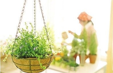 室内养花有哪些风水禁忌？_51纪念网