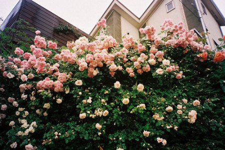 好运来了是什么征兆？_51纪念网