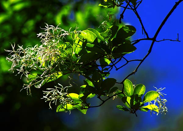清明上坟培土有啥风水禁忌？_51纪念网