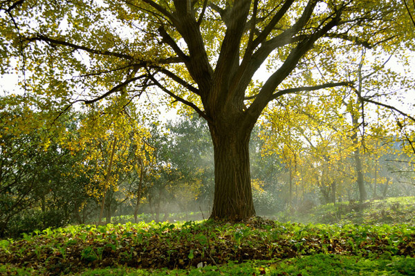 警惕凶树败家招煞气_51纪念网