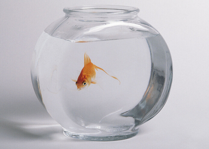 鱼缸的风水妙用_51纪念网