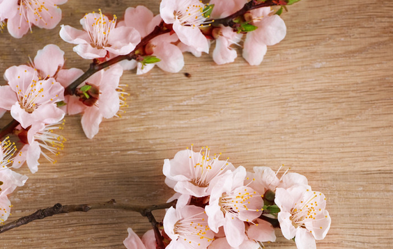 让你桃花运势不断的4大风水_51纪念网