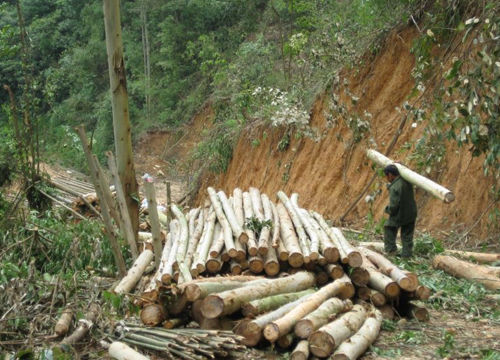 春天不要随便伐木_51纪念网