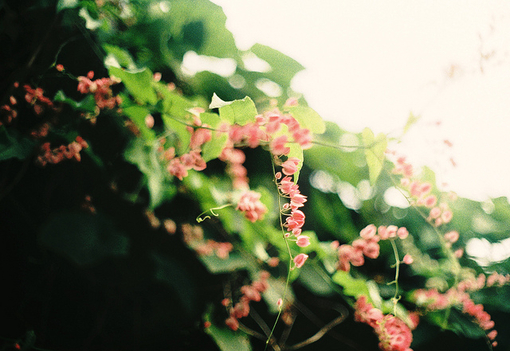 卧室绿植风水：植物选择宜忌_51纪念网