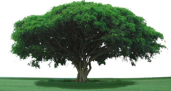 你的八字会反映出祖坟风水好坏_51纪念网