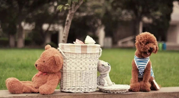 宠物对家居风水的影响_51纪念网