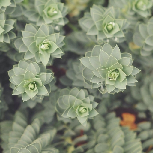 客厅放什么植物好风水_51纪念网