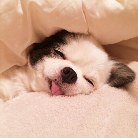 哪些家庭养狗会败运？_51纪念网