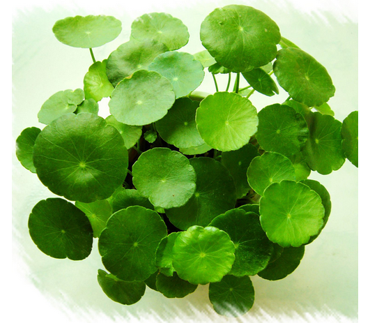 家居绿植的花语风水学_51纪念网