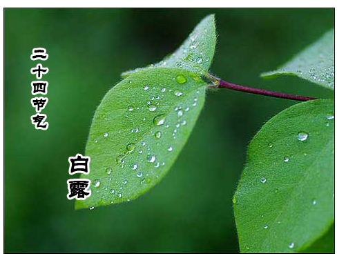 渐行渐远的白露习俗_51纪念网