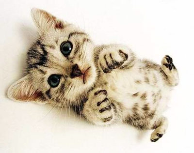 居家养宠物的风水陷阱_51纪念网