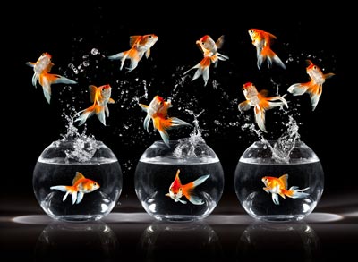 鱼缸在风水布局中的禁忌_51纪念网