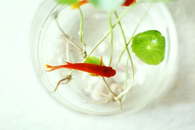 五法助你旺家运_51纪念网