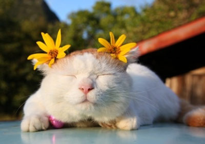 鲜为人知的生肖开运方法_51纪念网