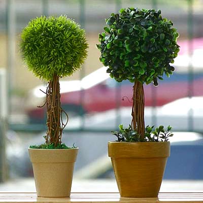 室内盆栽如何挑选_51纪念网