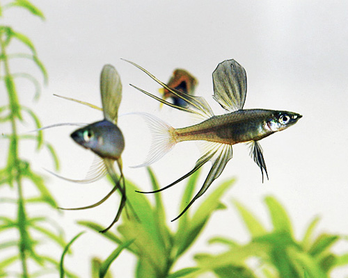 养鱼别犯了风水大忌_51纪念网