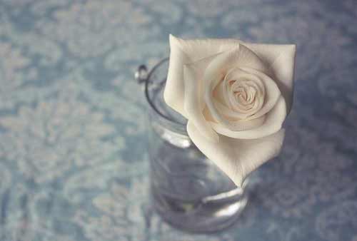 春节如何摆放鲜花增运_51纪念网