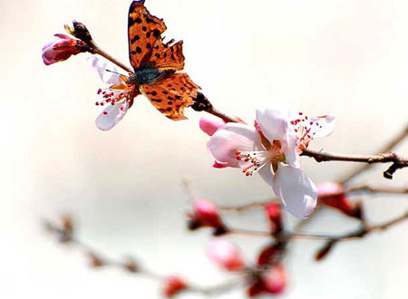 让你迅速桃花朵朵风水局_51纪念网