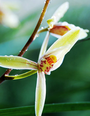 破坏家庭风水的11种花卉_51纪念网