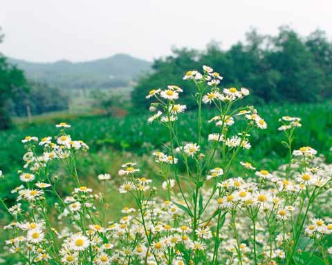 清明扫墓忌讳七点_51纪念网