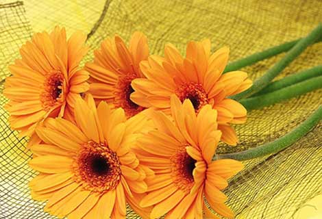 清明节扫墓要注意的风水_51纪念网