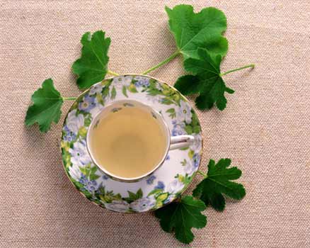 如何摆绿色植物化煞催运_51纪念网