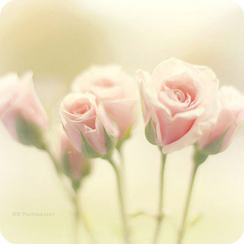 如何用鲜花打造家居好风水_51纪念网