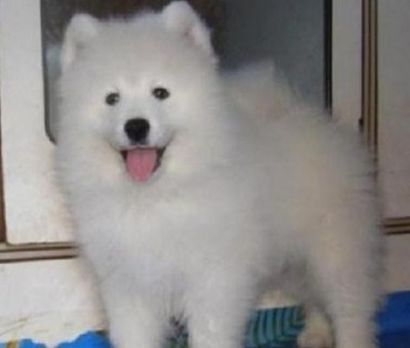 养错宠物导致不利的风水_51纪念网