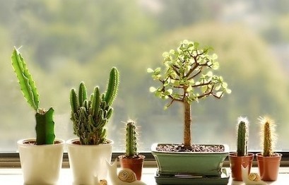 哪些植物会带来不利的风水_51纪念网