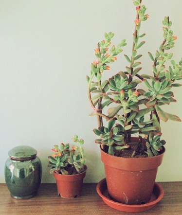 植物得这么摆才能开运_51纪念网